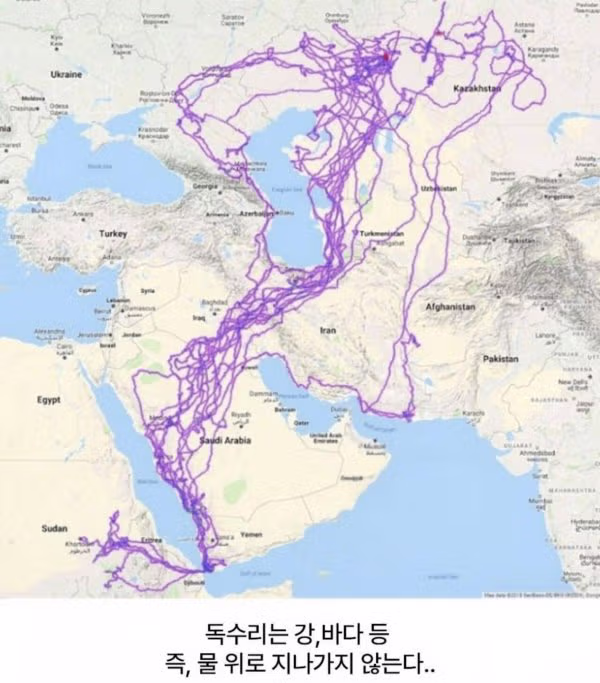 독수리에게 gps를 장착한 결과 2