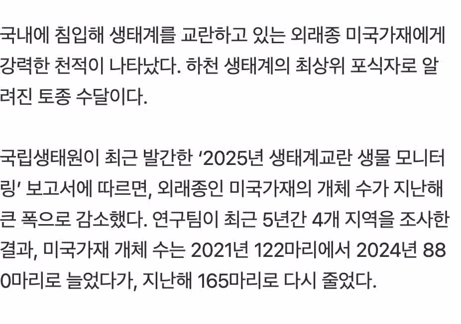 🇰🇷 한국 하천 지키는 K수달 특: '생태계 교란종' 미국가재도 먹어치운다  🦞 2