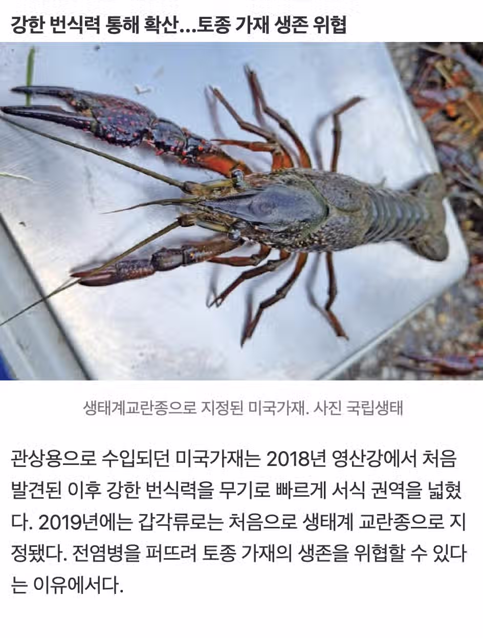 🇰🇷 한국 하천 지키는 K수달 특: '생태계 교란종' 미국가재도 먹어치운다  🦞 3