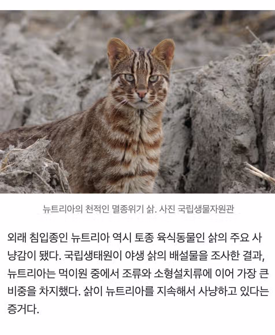 🇰🇷 한국 하천 지키는 K수달 특: '생태계 교란종' 미국가재도 먹어치운다  🦞 5