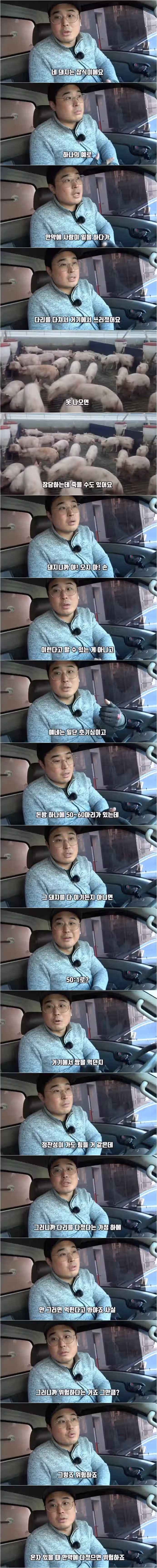 돼지 농장에서 사람 뼈가 종종 발견되는 이유.. 2