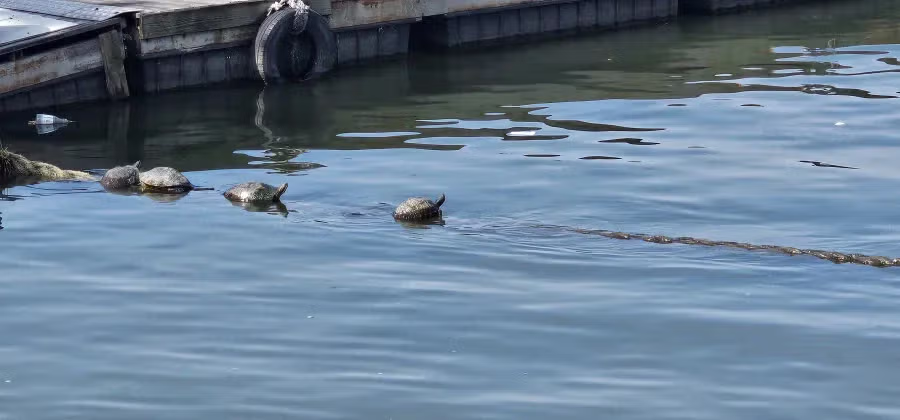 오늘자 한강 근황 ㄷㄷㄷ.jpg 3