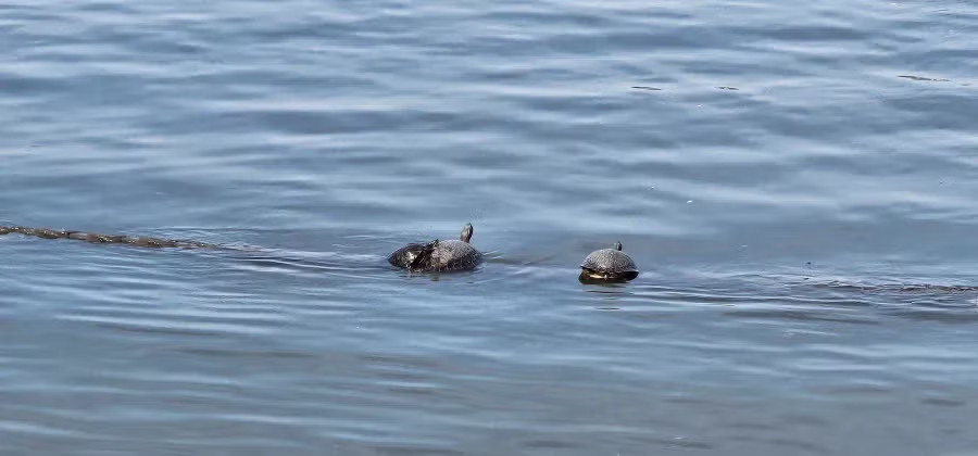 오늘자 한강 근황 ㄷㄷㄷ.jpg 4