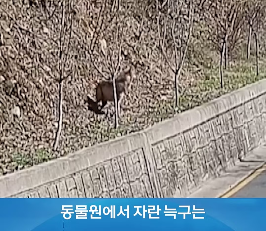 탈출 늑대 생각보다 유쾌한 사건이 아니었네 2