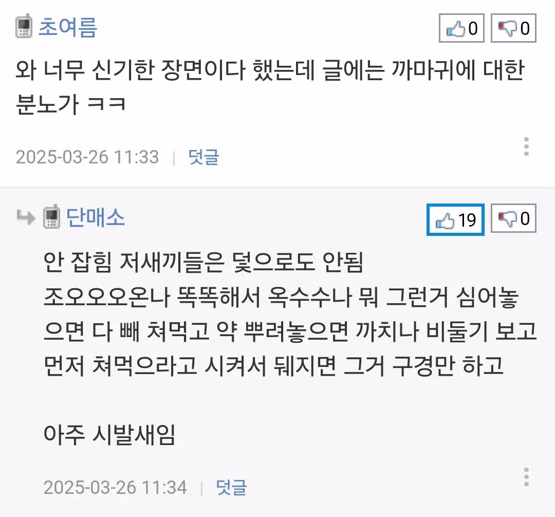 까마귀가 둥지 지으려고 소 털 뜯어가는 장면.jpg 3