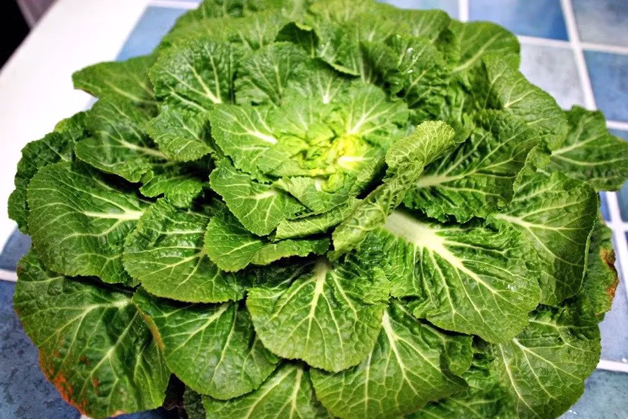 봄동 이름 논란이 생긴 아주 간단한 이유 2