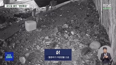 로드킬 줄이는 생태통로‥'없는 곳과 있는 곳 확실히 달랐다' 2