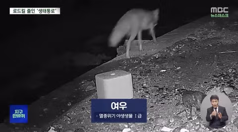 로드킬 줄이는 생태통로‥'없는 곳과 있는 곳 확실히 달랐다' 3