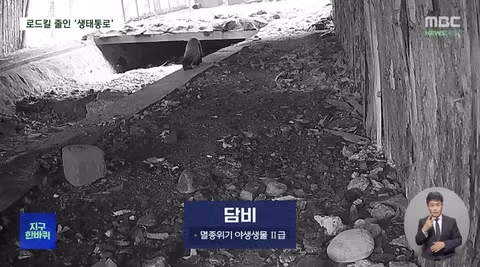 로드킬 줄이는 생태통로‥'없는 곳과 있는 곳 확실히 달랐다' 4