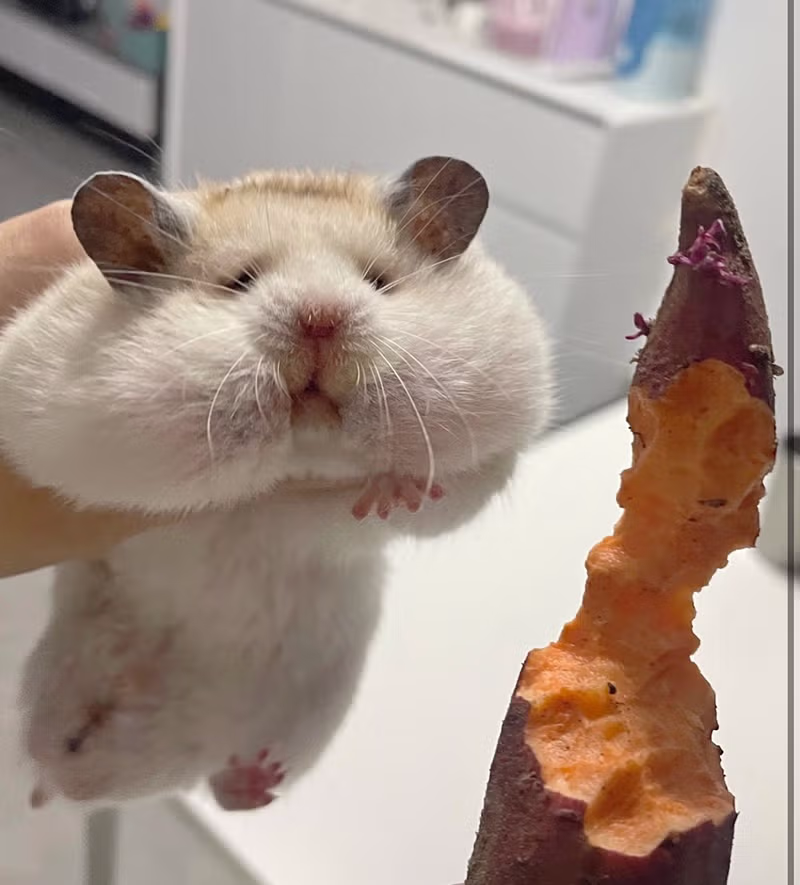 고구마 훔쳐먹던 범인 검거 2