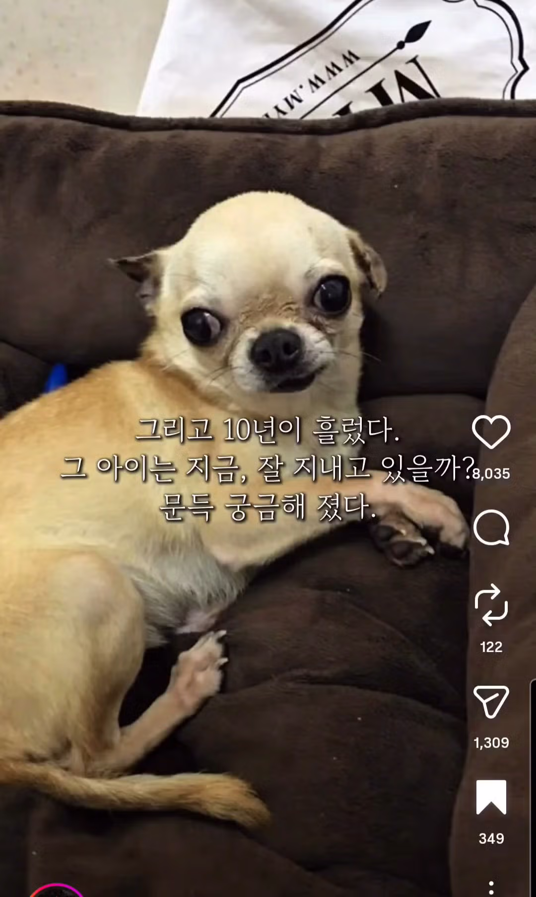 10년전 유기견을 입양했었던 사람한테 다시 연락을 해봤다 2