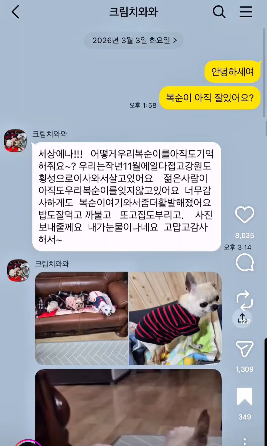 10년전 유기견을 입양했었던 사람한테 다시 연락을 해봤다 4