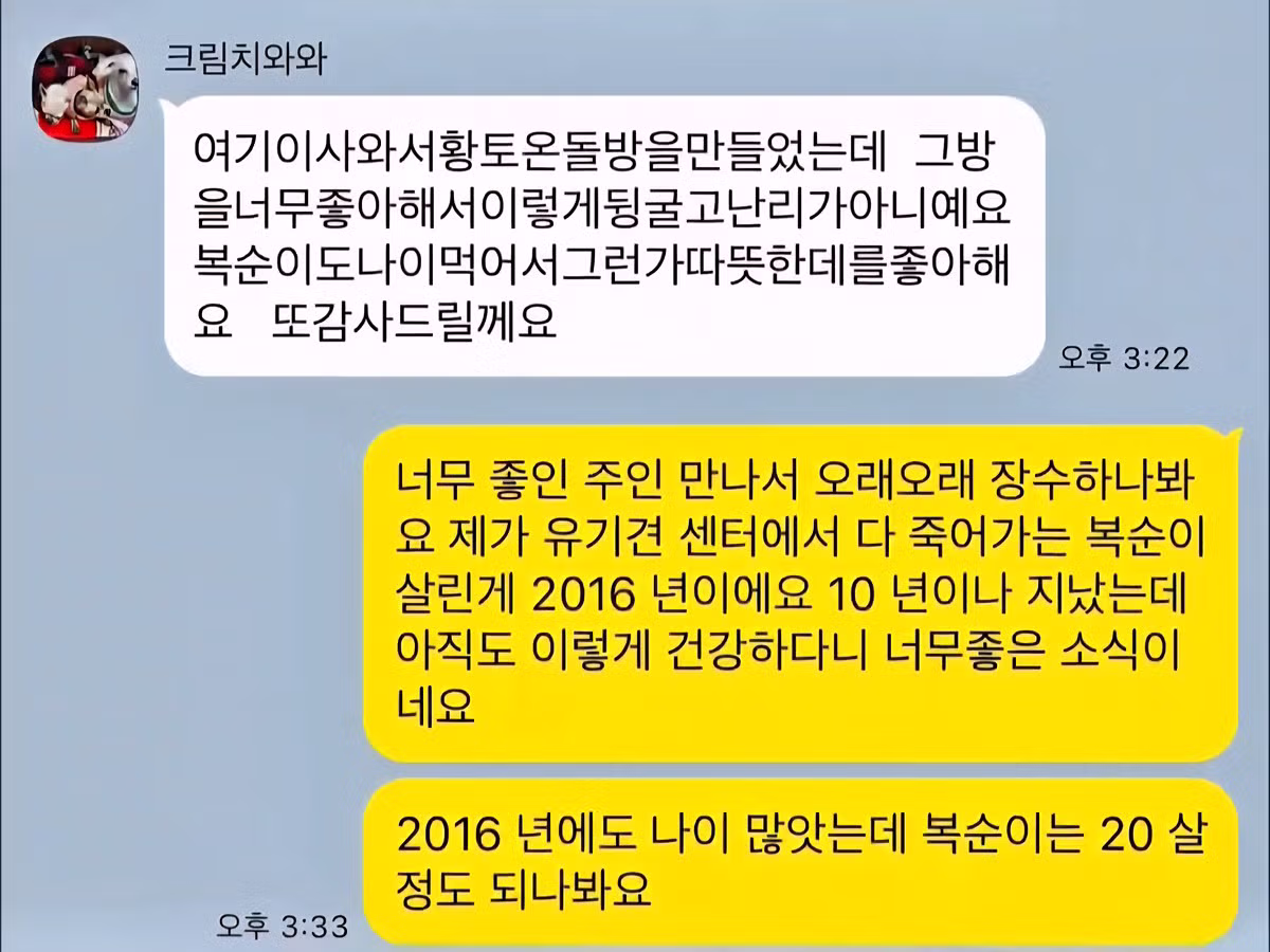 10년전 유기견을 입양했었던 사람한테 다시 연락을 해봤다 5