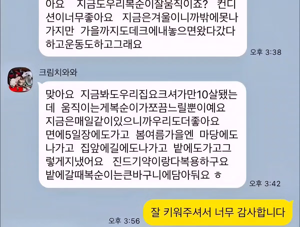 10년전 유기견을 입양했었던 사람한테 다시 연락을 해봤다 7