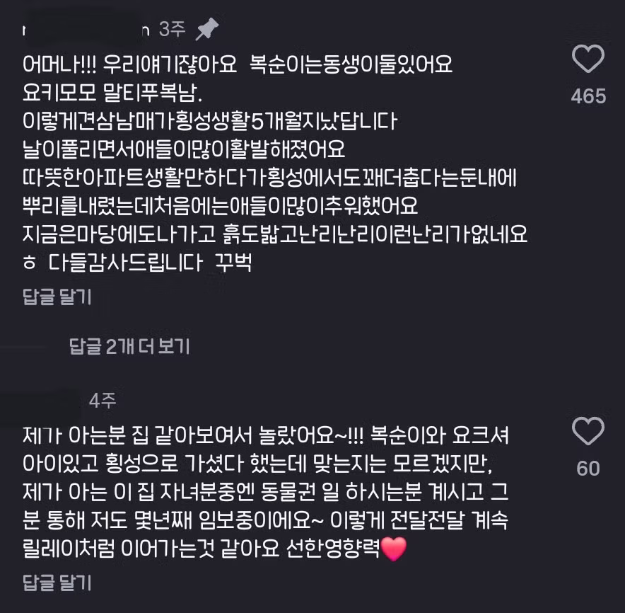 10년전 유기견을 입양했었던 사람한테 다시 연락을 해봤다 8