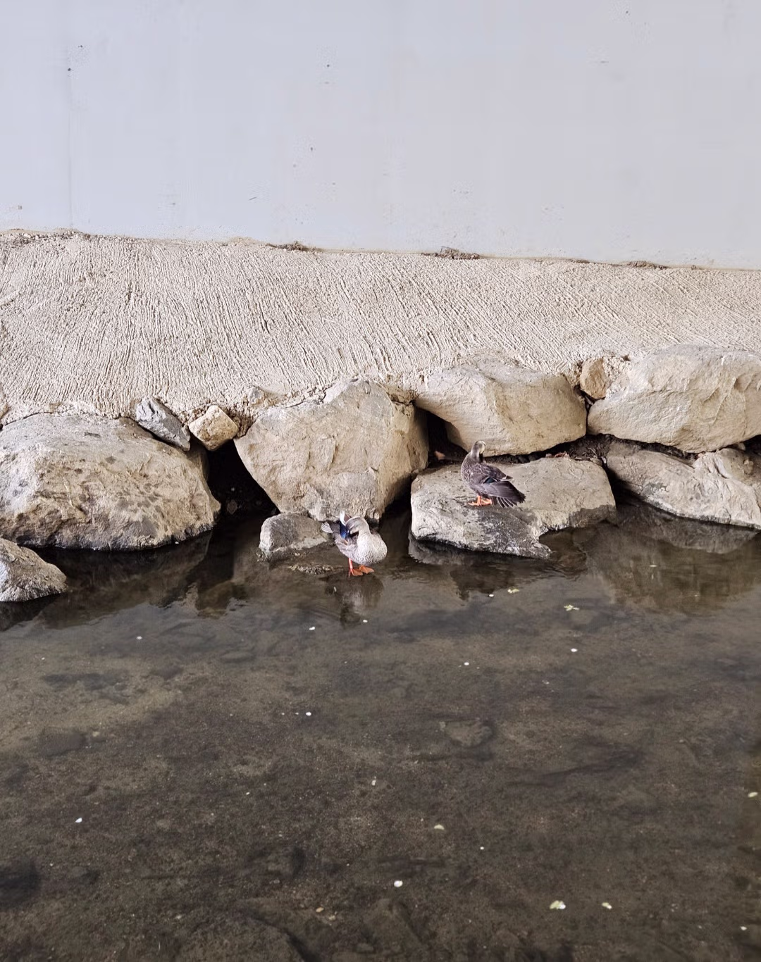 와이프랑 벚꽃 봤던 사진들 2