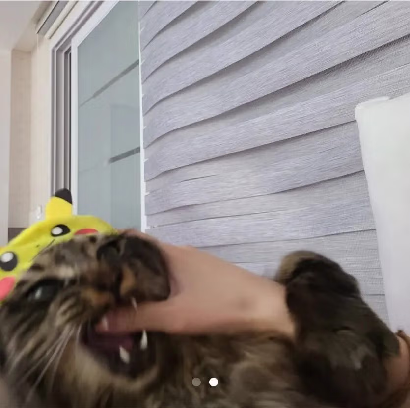 당근마켓 고양이 모자 판매 이유.jpg 2