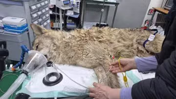 실시간 생포된 늑구 근황 ㅎㄷㄷㄷㄷㄷ .jpg 3