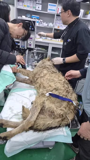 실시간 생포된 늑구 근황 ㅎㄷㄷㄷㄷㄷ .jpg 4