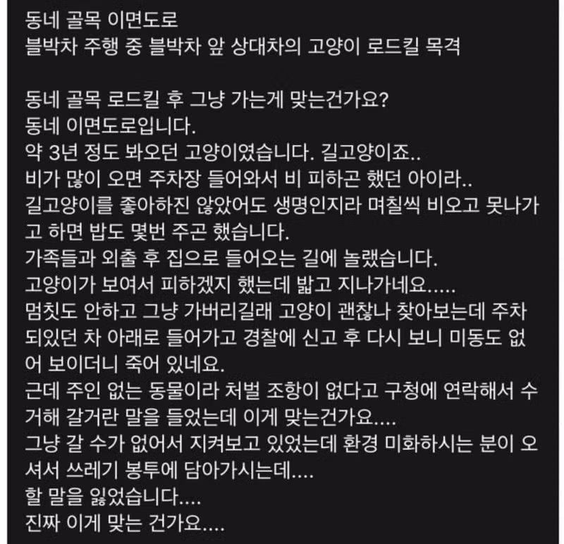 " 난리난 고양이 교통사고 " ㄷㄷㄷㄷㄷㄷ;;;; 3