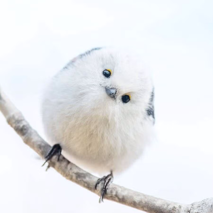 레딧을 뜨겁게 달구고 있는 귀요미 2