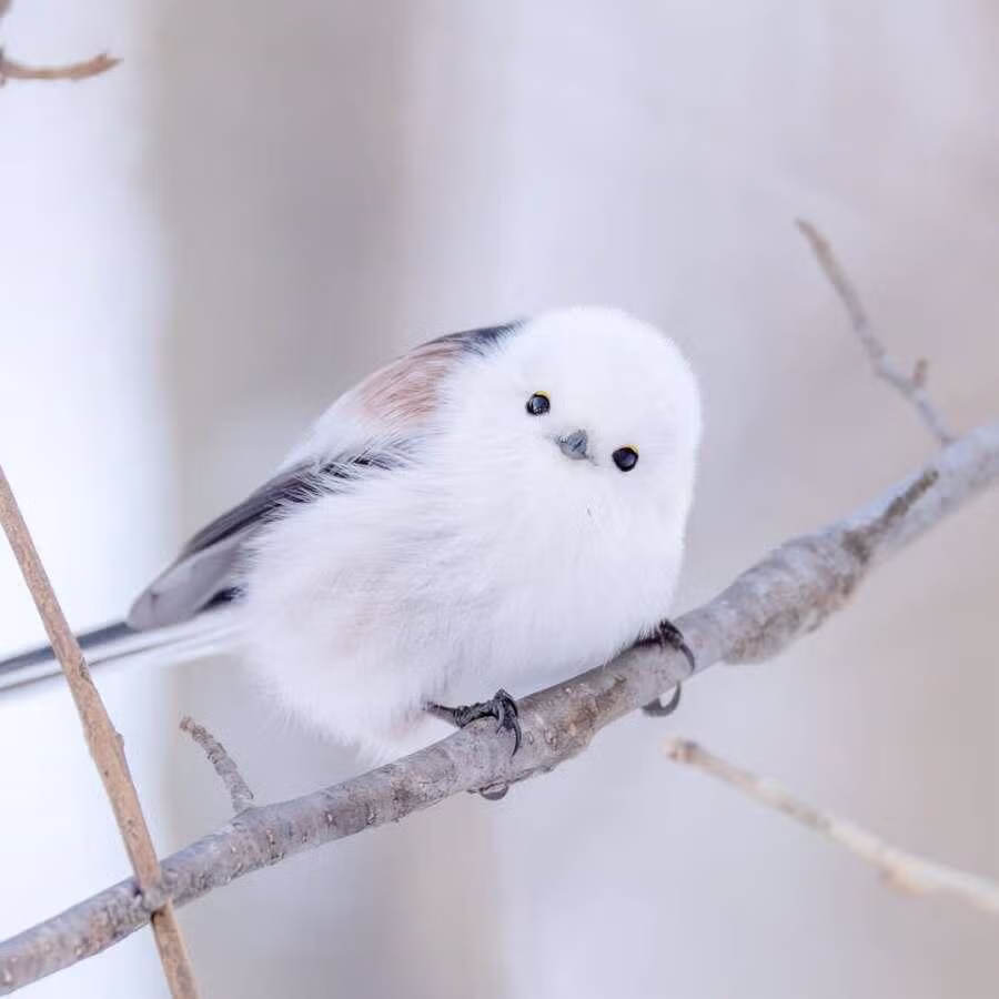 레딧을 뜨겁게 달구고 있는 귀요미 4