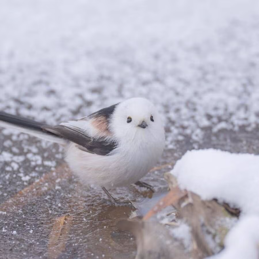 레딧을 뜨겁게 달구고 있는 귀요미 6