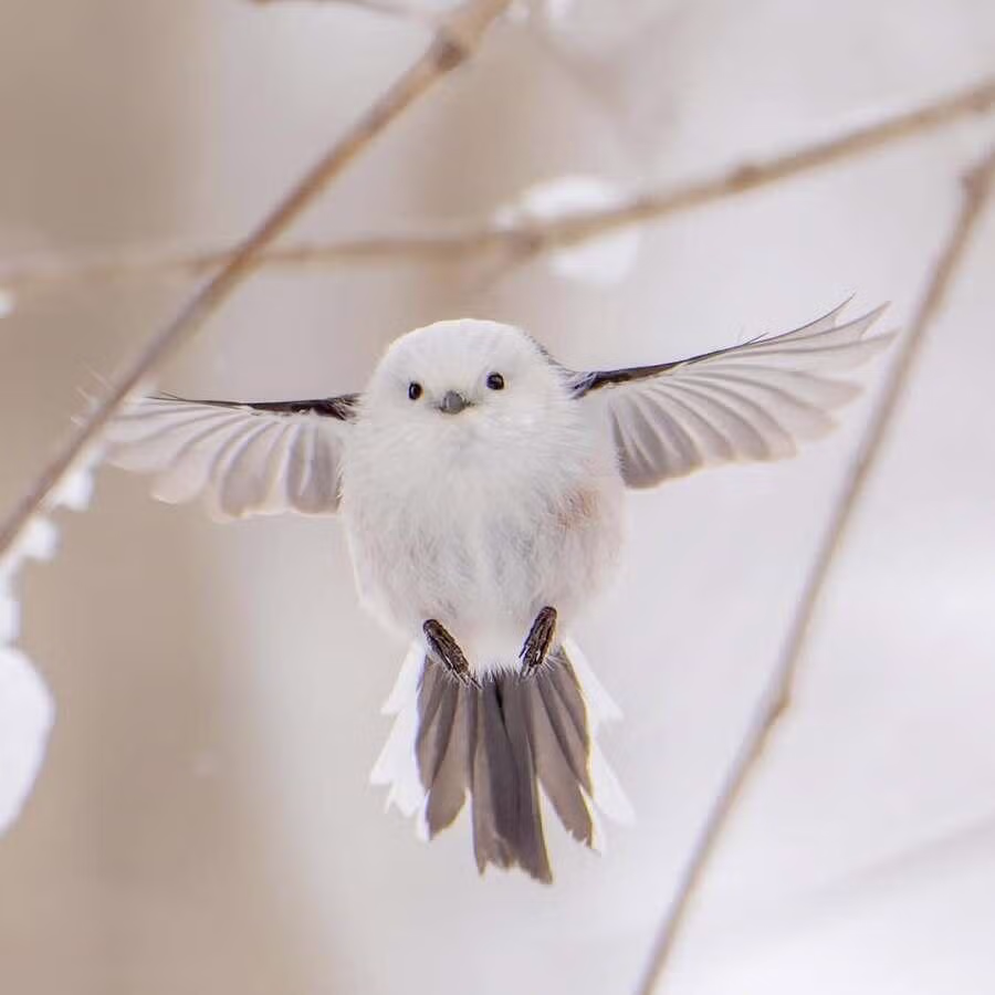 레딧을 뜨겁게 달구고 있는 귀요미 9