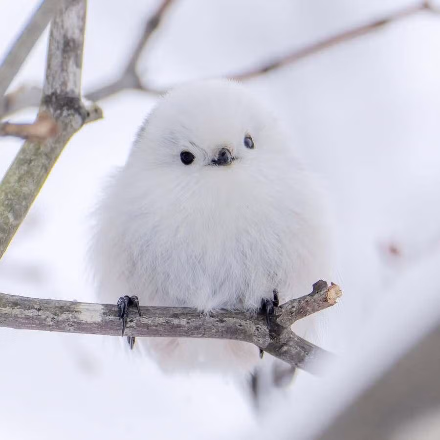 레딧을 뜨겁게 달구고 있는 귀요미 10