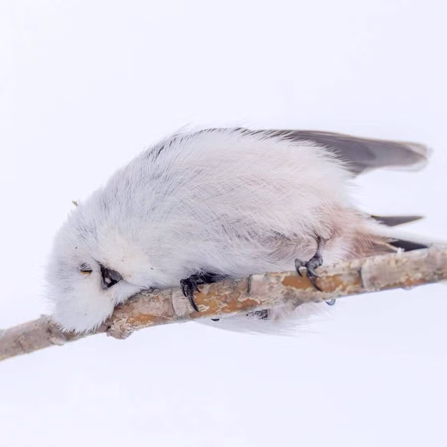 레딧을 뜨겁게 달구고 있는 귀요미 12