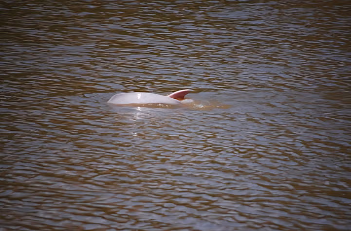 아마존에서 서양ㅊㅈ들과 수영 한 썰 jpg 2