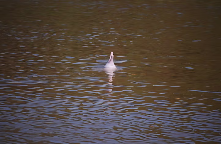 아마존에서 서양ㅊㅈ들과 수영 한 썰 jpg 4
