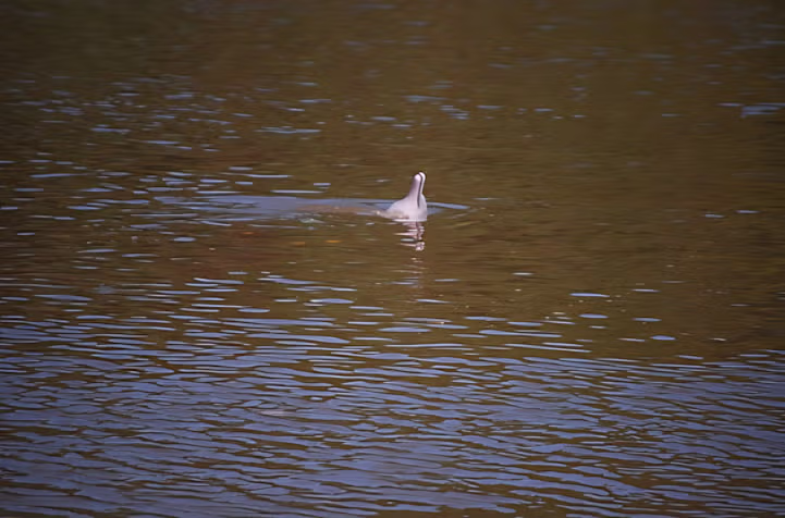 아마존에서 서양ㅊㅈ들과 수영 한 썰 jpg 5