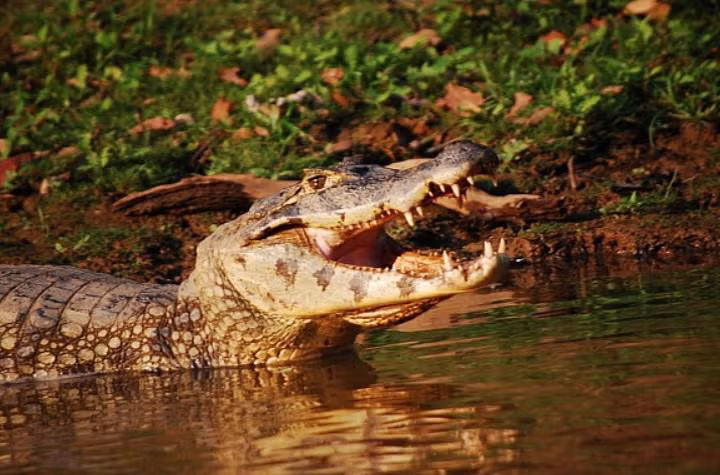 아마존에서 서양ㅊㅈ들과 수영 한 썰 jpg 6