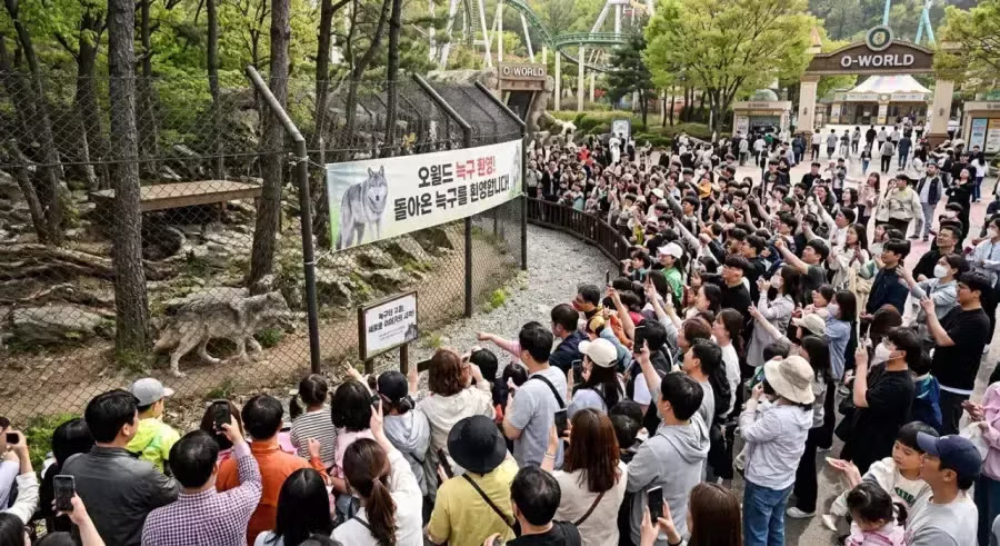 늑구 9일간의 여정.jpg 5