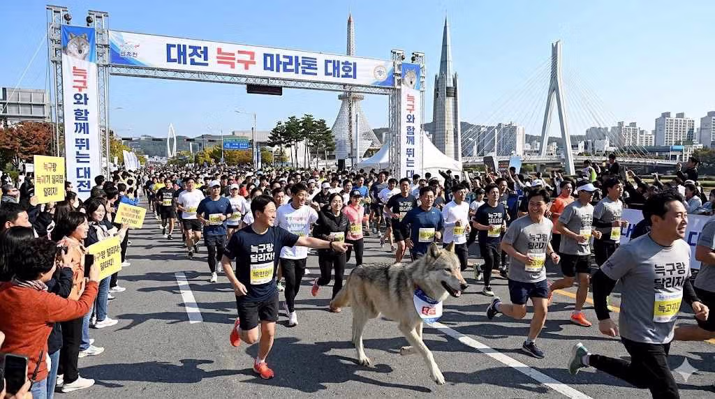 슈퍼스타 늑구의 미래 3