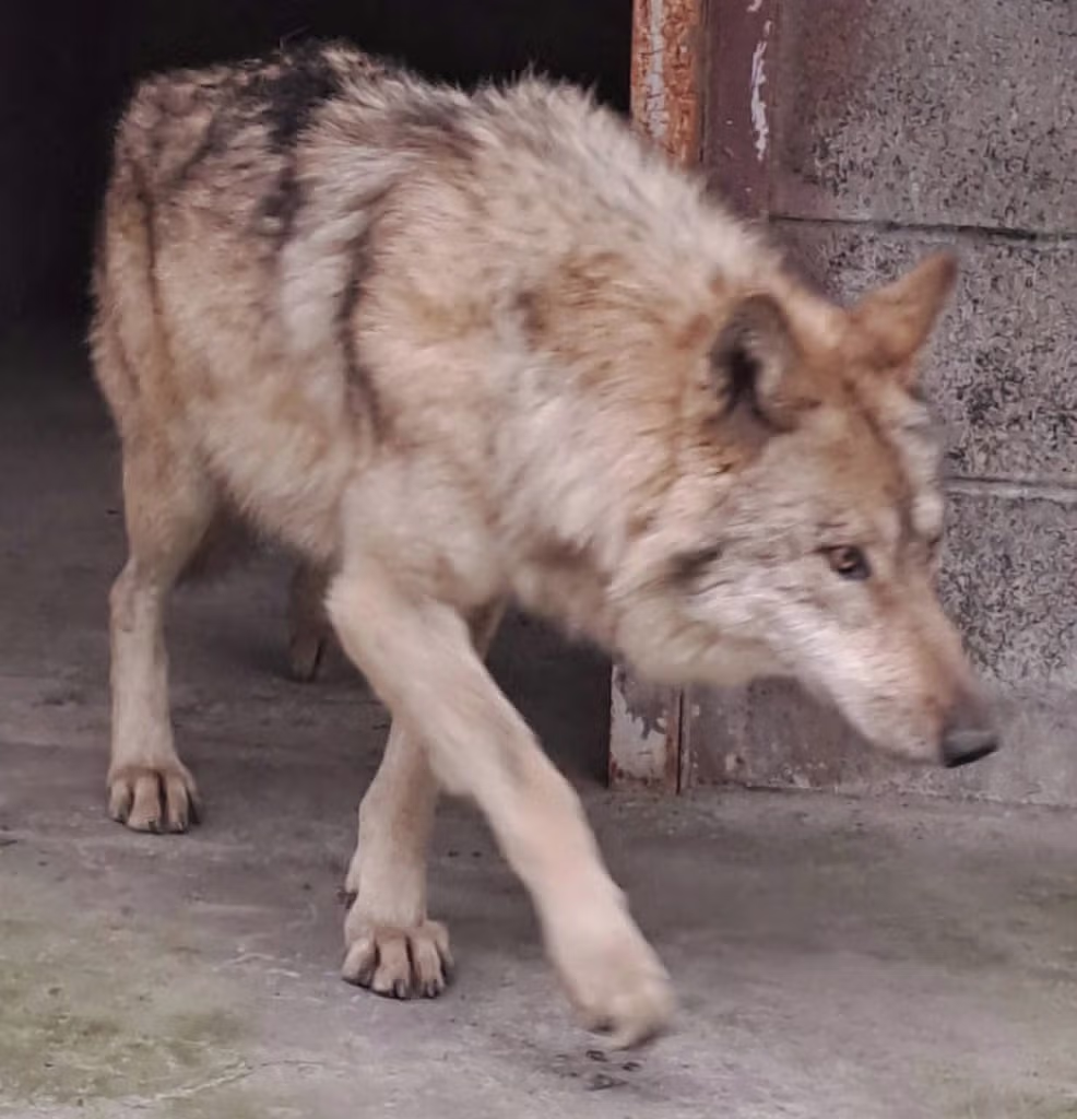 병원 다녀와서 회복 중인 늑구 2