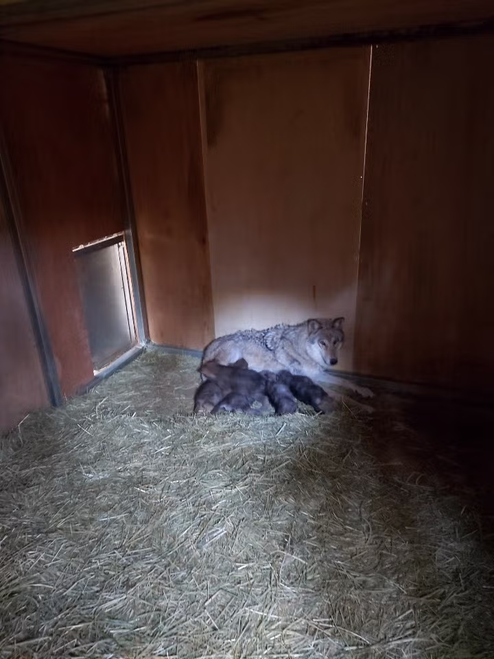 전주 동물원 늑대 5남매.jpg 3