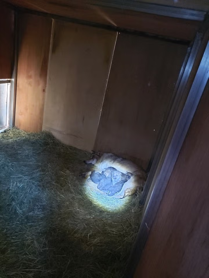 전주 동물원 늑대 5남매.jpg 4