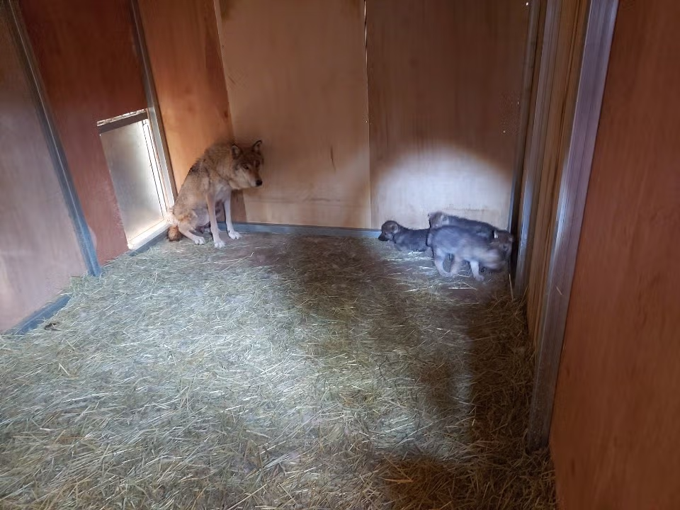 전주 동물원 늑대 5남매.jpg 5
