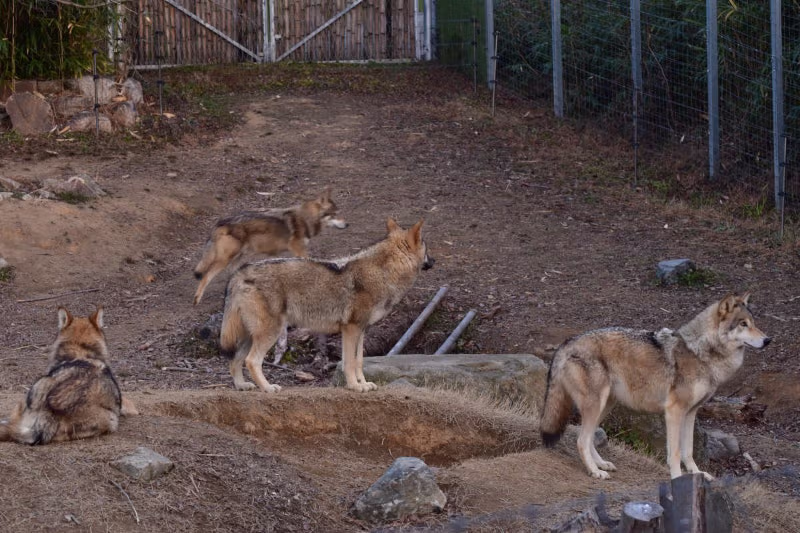 전주 동물원 늑대 5남매.jpg 10