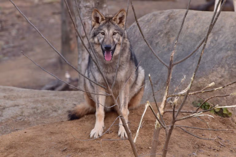 전주 동물원 늑대 5남매.jpg 11