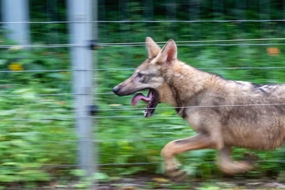 전주 동물원 늑대 5남매.jpg 12