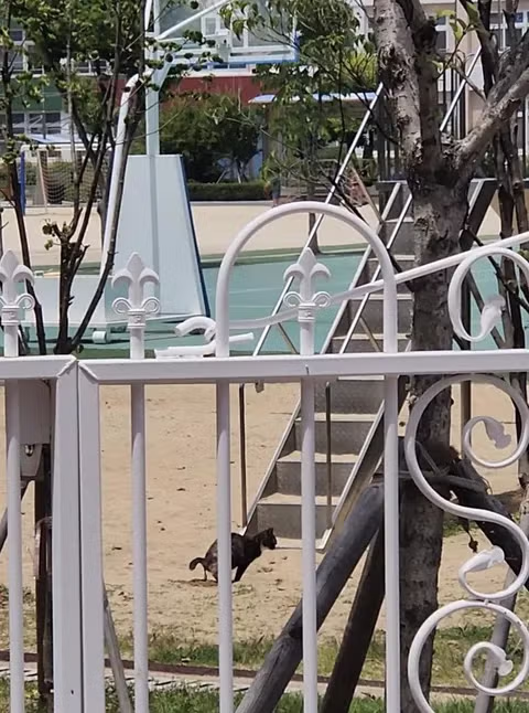 '아이들 놀이터가 고양이 X밭으로'…학교 오염시킨 '캣맘'에 격분 2