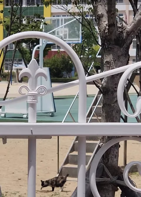 '아이들 놀이터가 고양이 X밭으로'…학교 오염시킨 '캣맘'에 격분 4