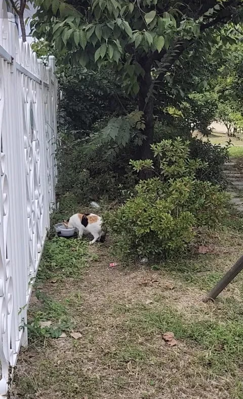 '아이들 놀이터가 고양이 X밭으로'…학교 오염시킨 '캣맘'에 격분 6