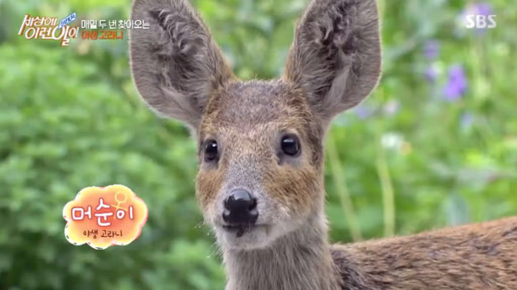 더치페이스 안 되는 고라니.jpg 2