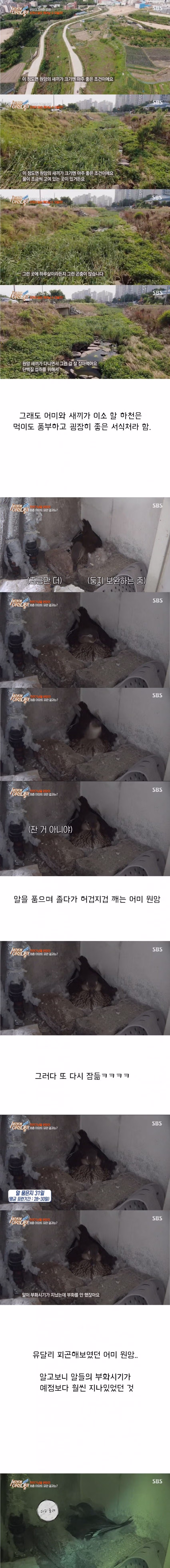 세상의 이런일이 대참사 5