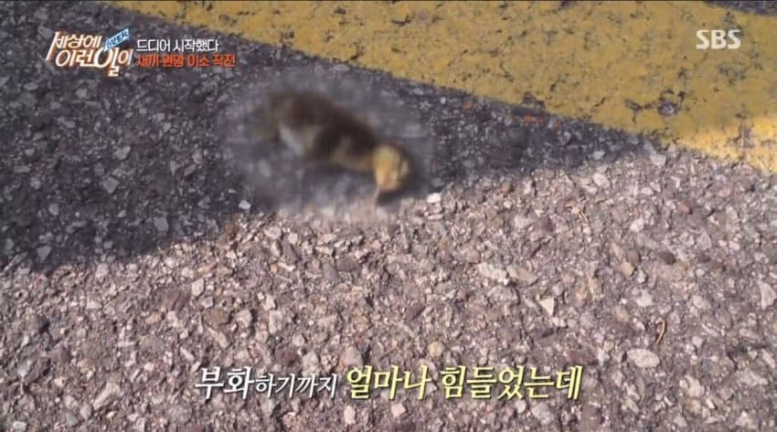 세상의 이런일이 대참사 11