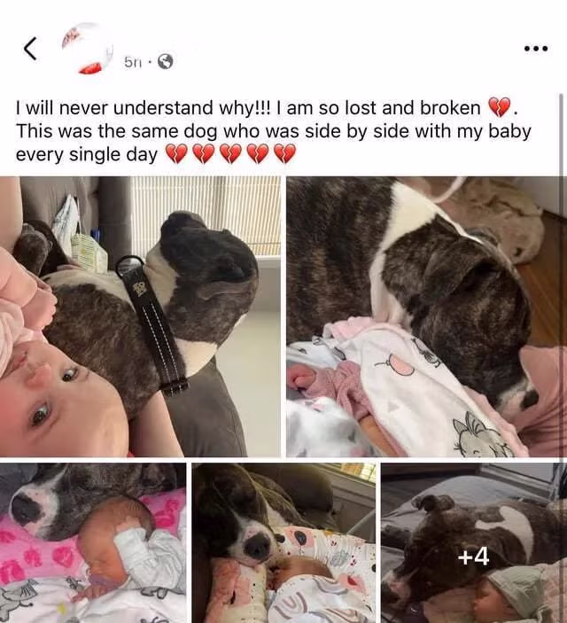 생후 7개월 아기 반려견에 물려 사망 2